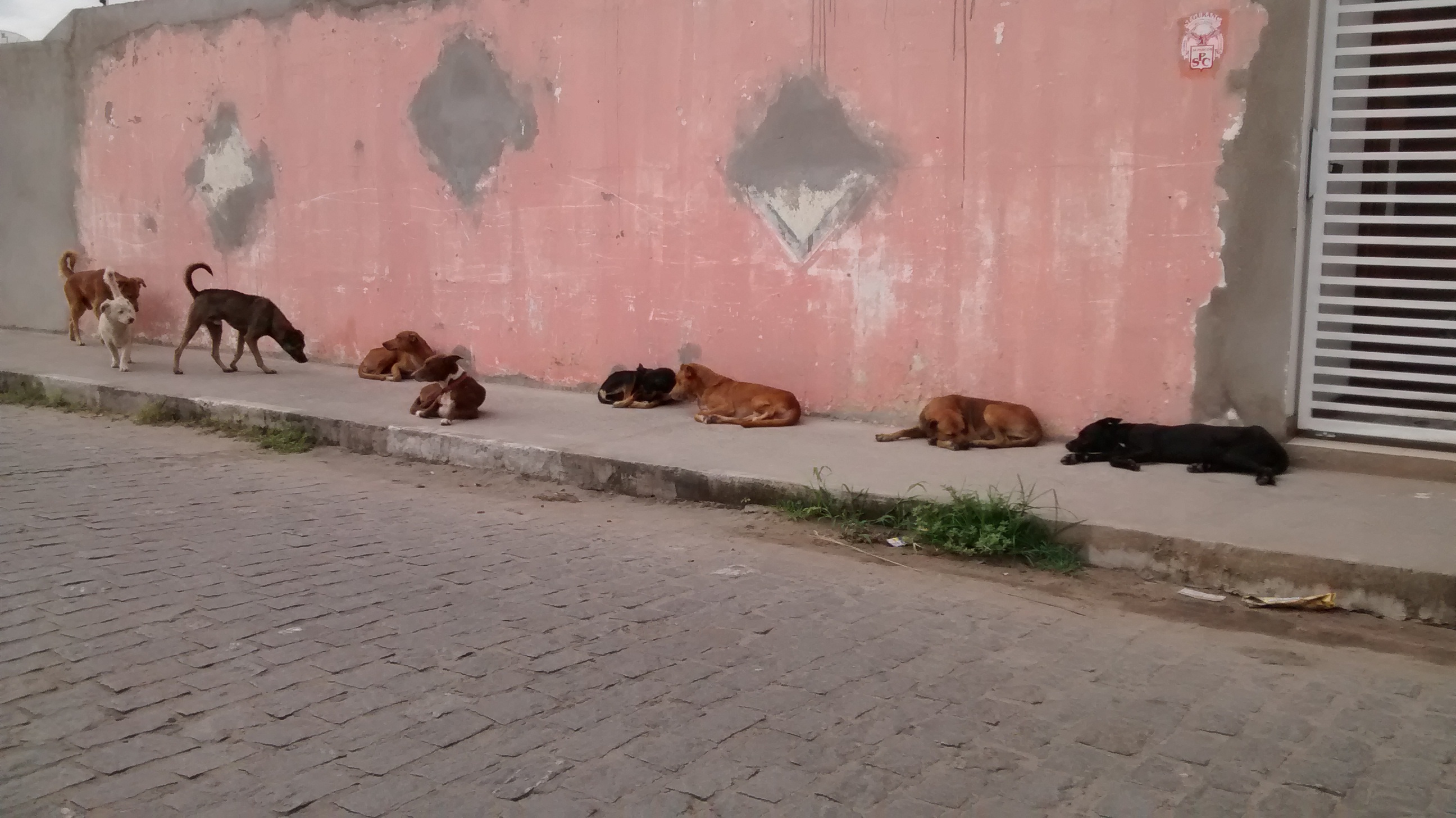 Esterilização de cães