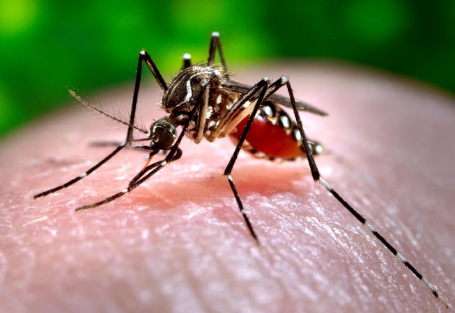 Sesab anuncia teste rápido para chikungunya