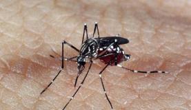  Casos de dengue aumentam 139% no país