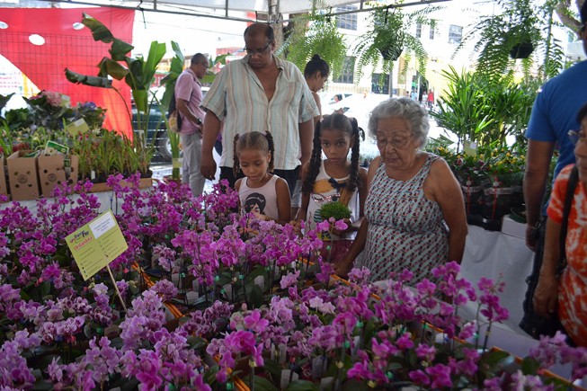 Flores de Holambra até domingo no estacionamento da prefeitura