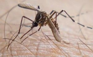Casos de chikungunya em 2015 aumentam em Feira 