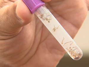 Dengue cresceu 117% na Bahia; Itabuna e Ilhéus lideram ranking