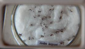 Comprimido para combater criadouros da dengue aguarda aprovação da Anvisa