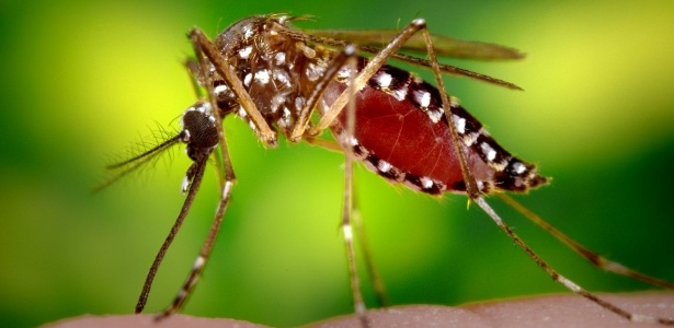 Com 693 mortes, Brasil bate recorde de vítimas por dengue