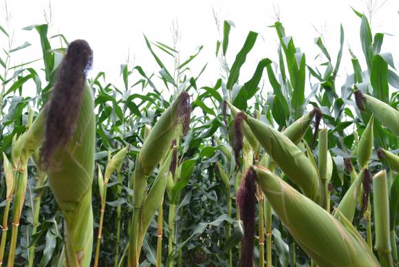 Participação da agropecuária no PIB sobe para 23% em 2015