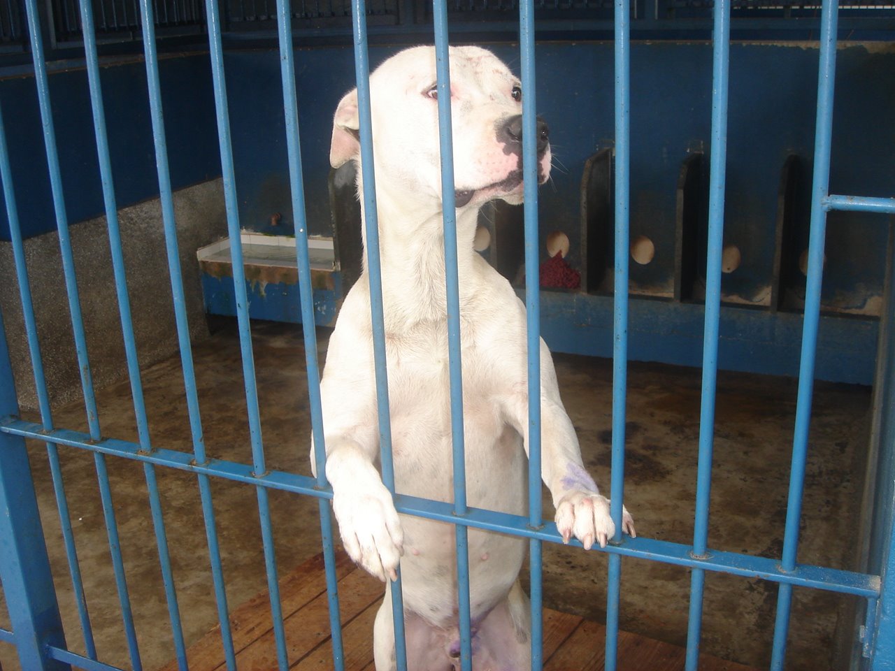 Donos de animais apreendidos nas ruas ameaçam equipe do Centro de Zoonoses