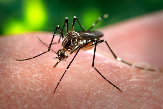 OMS discute se declara emergência em saúde pública por causa do Zika