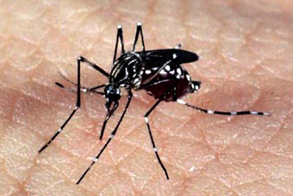 OMS defende teste com mosquito modificado e bactéria contra zika