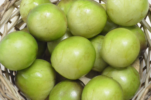 Primeira colheita comercial de umbu gigante é realizada no sudoeste baiano