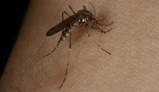 Muriçoca também pode transmitir vírus da zika, segundo Fiocruz