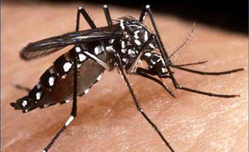 Teste rápido da Zika é aprovado pela Anvisa