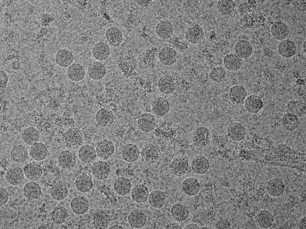 Butantan fecha parceria com EUA para desenvolver vacina de zika