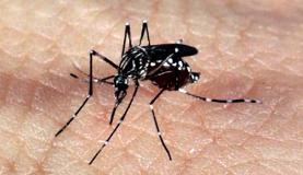 Butantan cria grupo para estudar doenças como dengue, zika e chikungunya