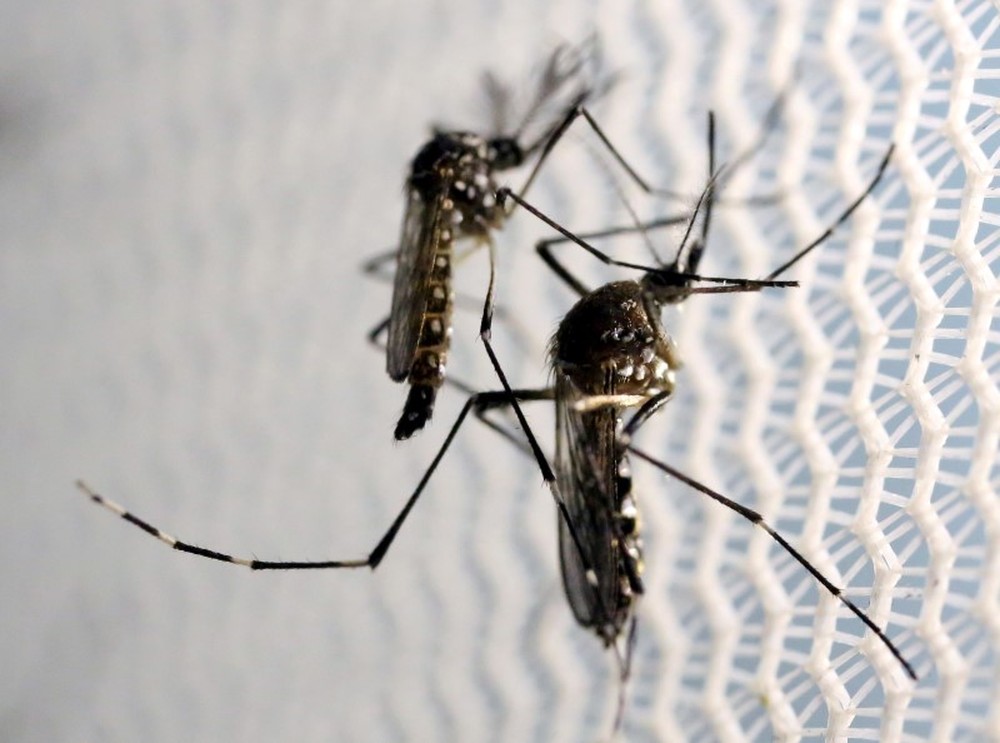 Brasil tem mais casos de chikungunya do que de zika em 2016