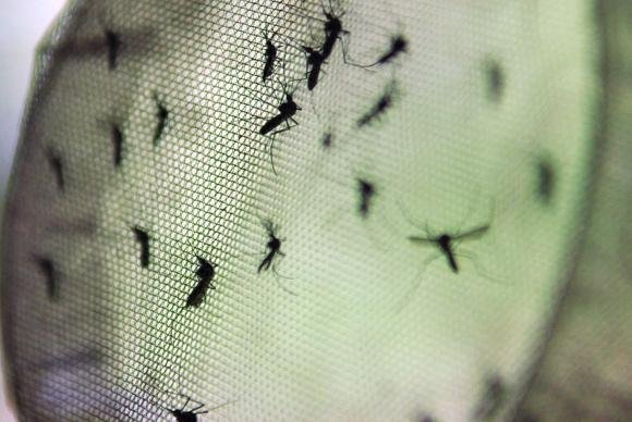 Governo vai liberar R$ 23 milhões para projeto de combate ao Aedes