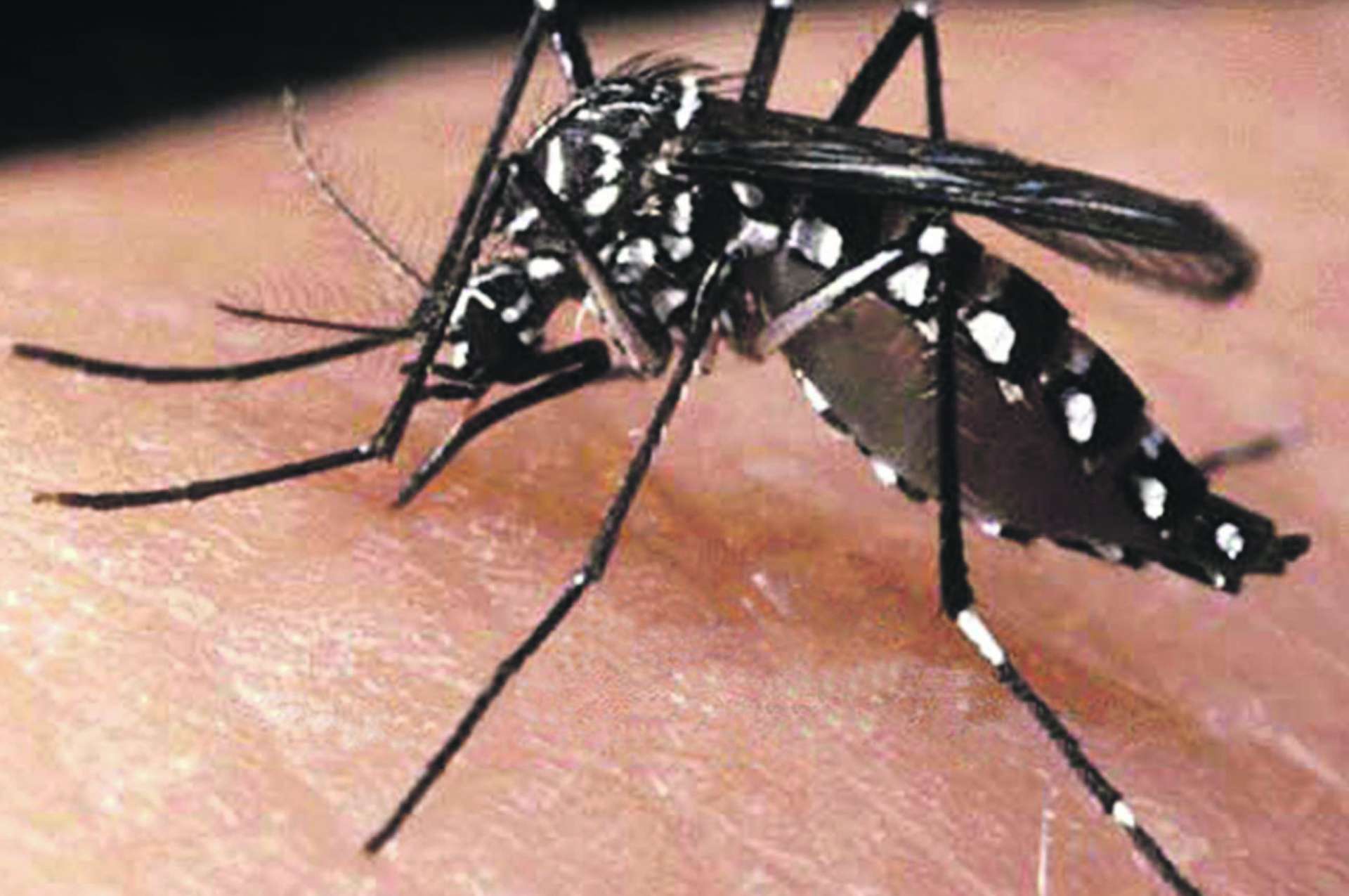 Com verão, cuidados na prevenção contra o aedes devem aumentar