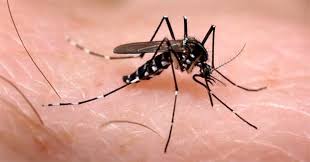 Após aumento de 620% em 2016, casos de chikungunya devem voltar a subir