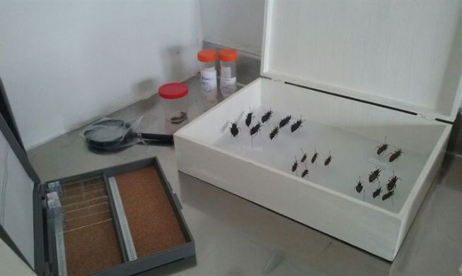 Laboratório de Entomologia vai intensificar ações em 2017
