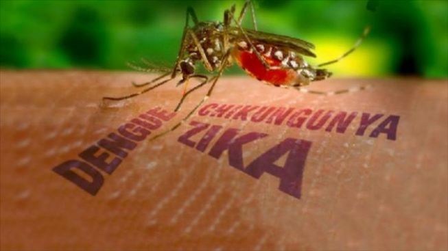 Notificação da tríplice epidemia em janeiro é menor do que mesmo período de 2016