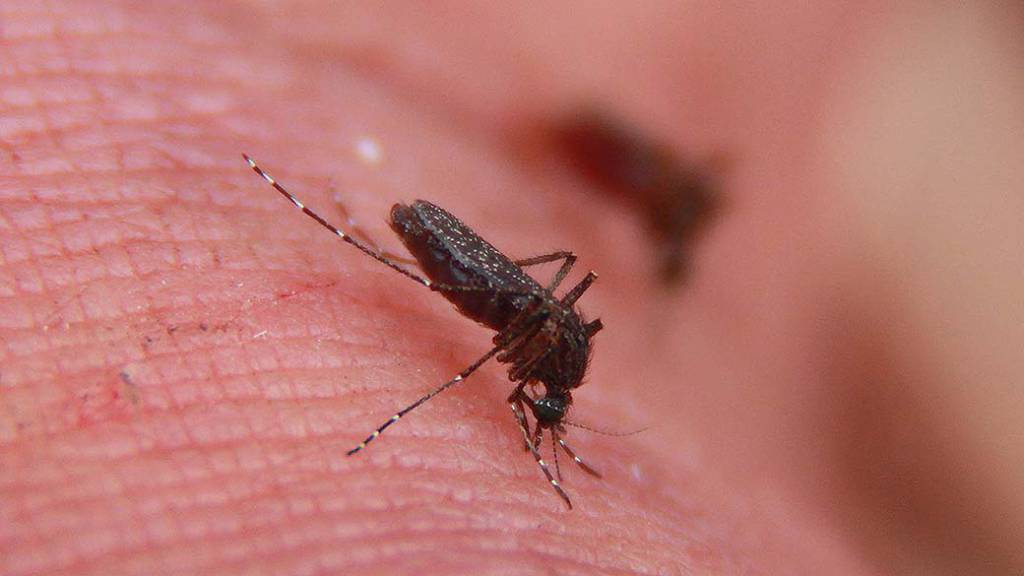 Municípios são obrigados a fazer levantamento de infestação por Aedes Aegypti
