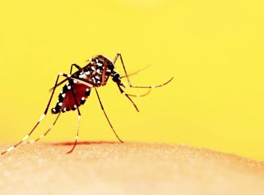 OMS faz alerta sobre risco de circulação da febre amarela na América do Sul