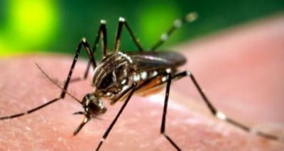 Número de mortes confirmadas por febre amarela sobe para 89