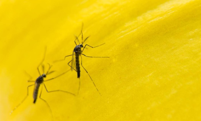 Bahia investiga nove casos de pessoas com febre amarela