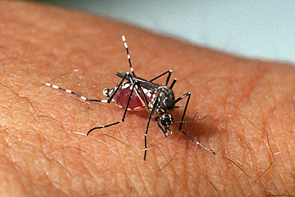 Secretária de Saúde diz que notificação da tríplice epidemia caiu em Feira 
