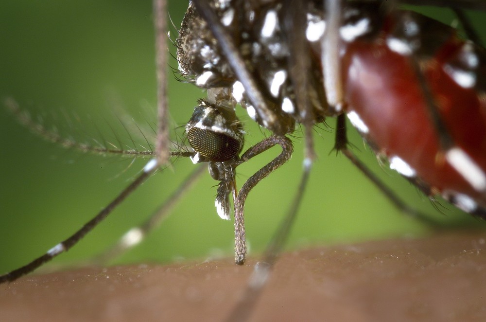 Dois pacientes com sintomas de doença 'desconhecida' fazem exame e resultado é positivo para chikungunya