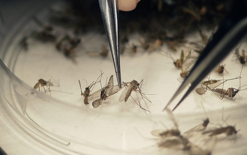 Com mais de 400 casos confirmados e uma morte, Feira de Santana enfrenta surto de dengue