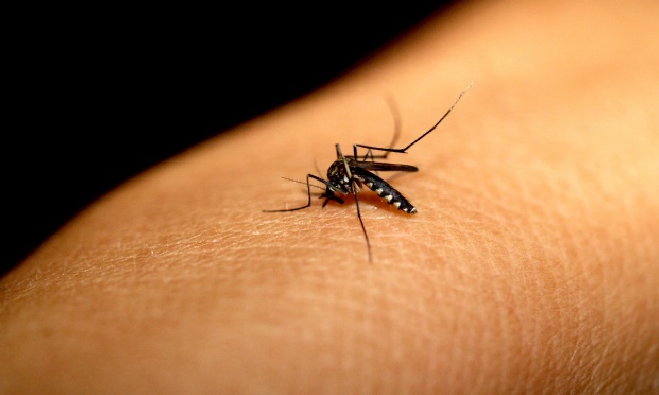 Bahia tem aumento de 301% nos casos de Dengue e Feira de Santana lidera números de casos e mortes