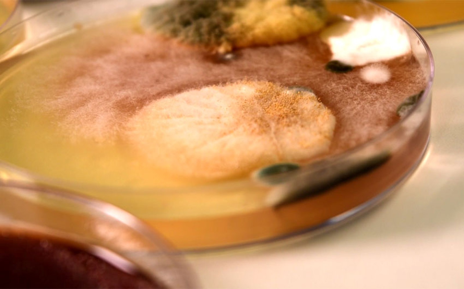 Geladeiras sem limpeza correta podem conter mais de 2 milhões de bactérias, aponta estudo de Campinas