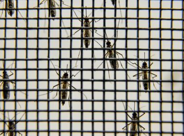 Casos de dengue crescem 281% na Bahia, acima do aumento nacional do índice