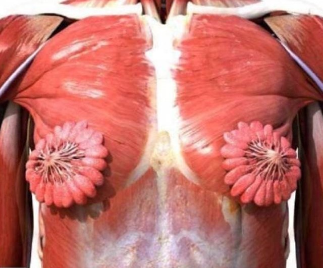 Imagem viraliza ao mostrar dutos de leite materno no seio humano
