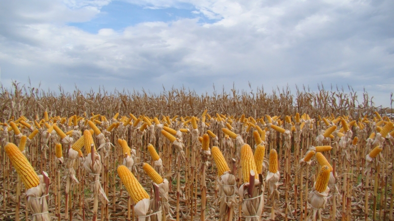 Feira: Falta de chuva faz agricultores temerem por produção de milho e feijão