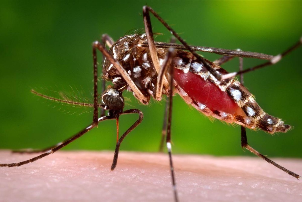 Bahia tem mais de 2 mil casos de dengue, chikungunya e zika nas cinco primeiras semanas do ano
