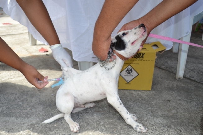 Vacinação de cães e gatos é suspensa temporariamente