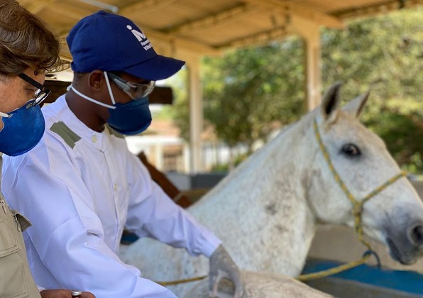 Soros produzidos por cavalos têm anticorpos potentes para novo coronavírus