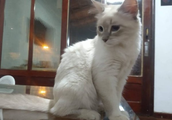 Brasil registra primeiro caso confirmado de gato com coronavírus