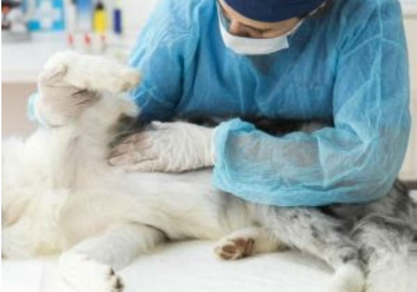 Pesquisa investiga coronavírus em pets em cinco capitais