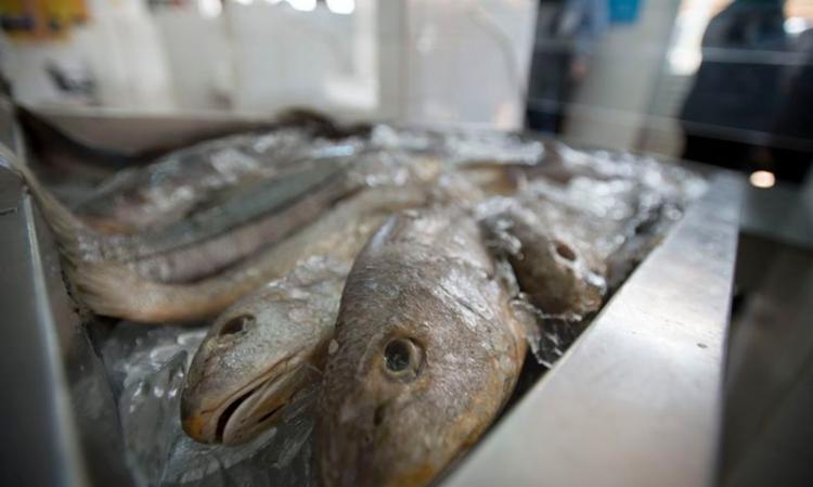 Bahia registra novos casos da doença de Haff e 80% das infecções tem relação com peixe