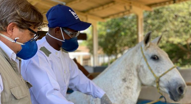 Soro produzido por cavalos contra a Covid-19 pode ser testado em humanos, em breve