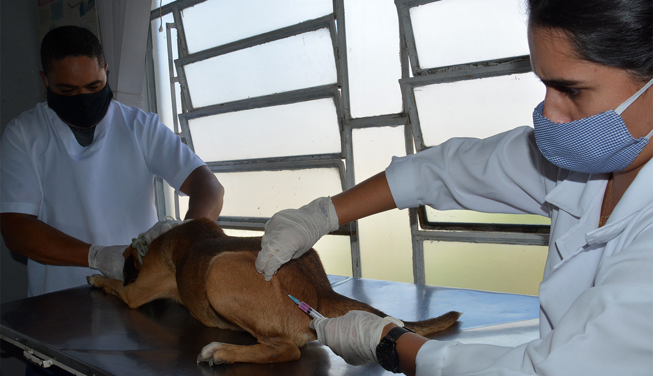 Centro de Zoonoses de Feira de Santana vacina animais contra a raiva de segunda a sexta; imunização é gratuita