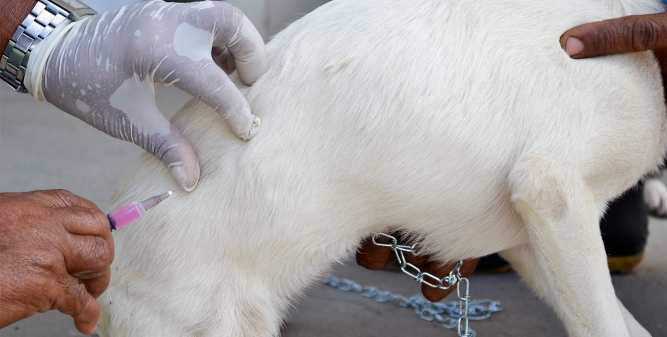CCZ inicia vacinação contra a raiva animal, em Feira de Santana