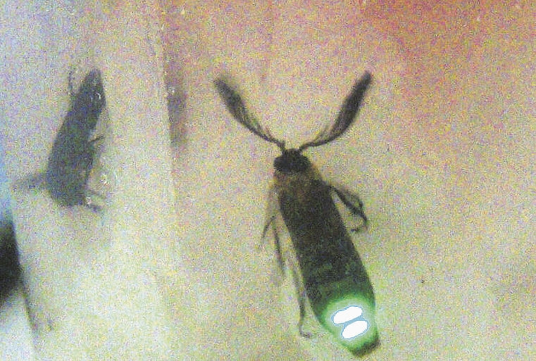 Enzima produzida por vaga-lume poderá ser usada para detectar o novo coronavírus