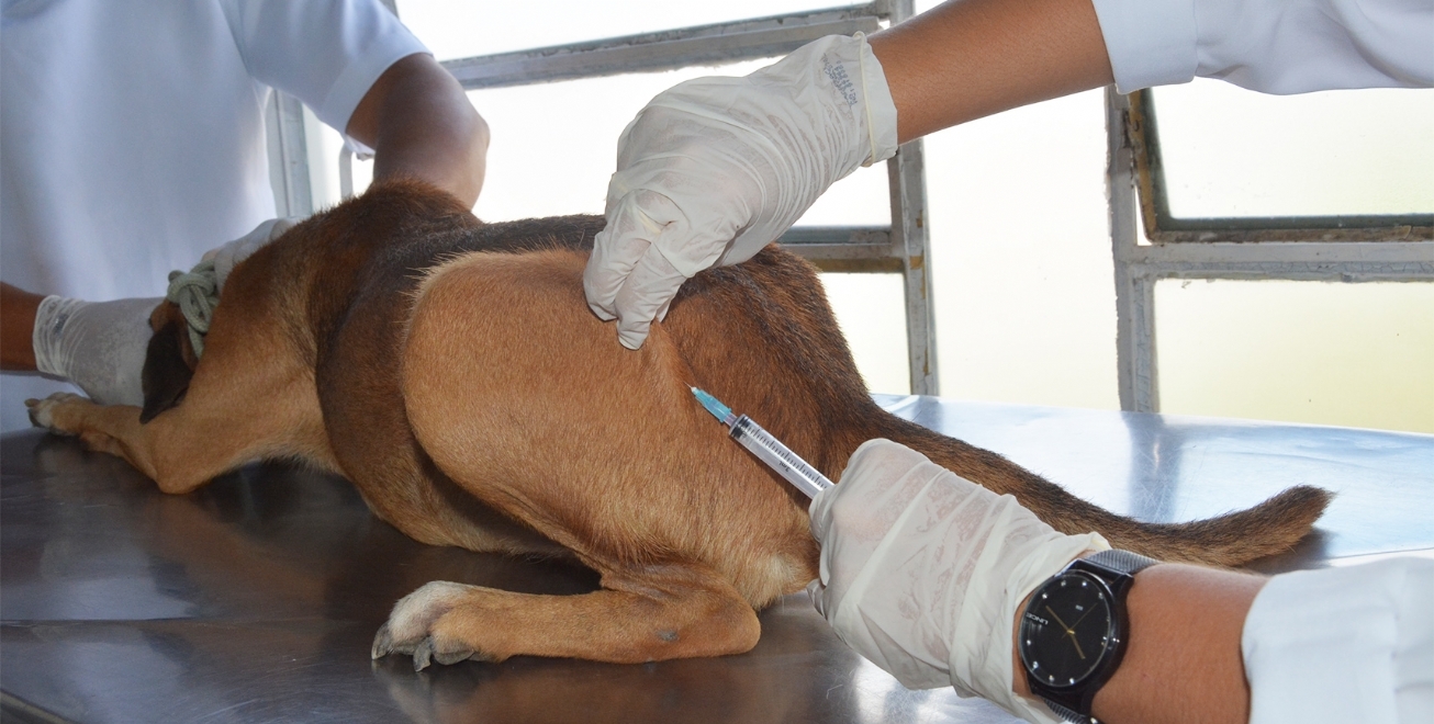 Centro de Zoonoses inicia campanha de vacinação antirrábica dia 21