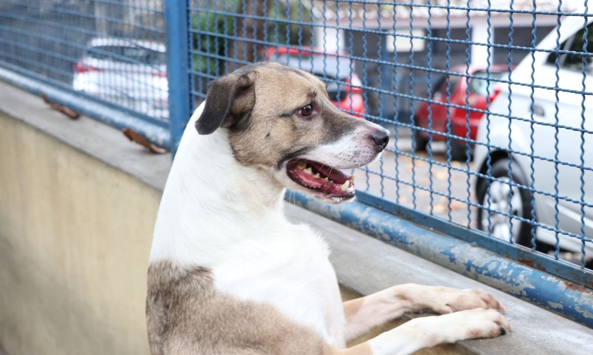 Cães e gatos podem ter, mas não transmitem vírus da Covid-19, diz PUC do Paraná   