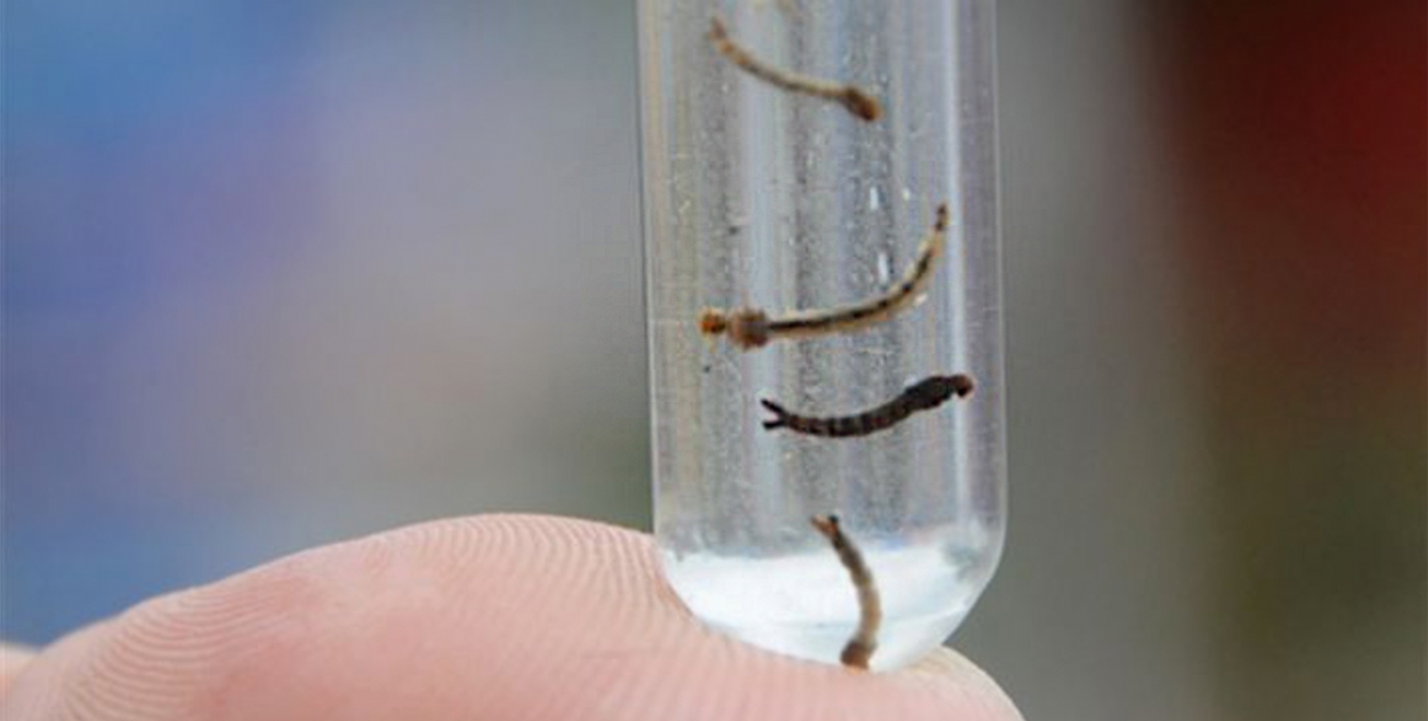 Feira registrou 37 casos de doenças transmitidas pelo Aedes aegypti, este ano