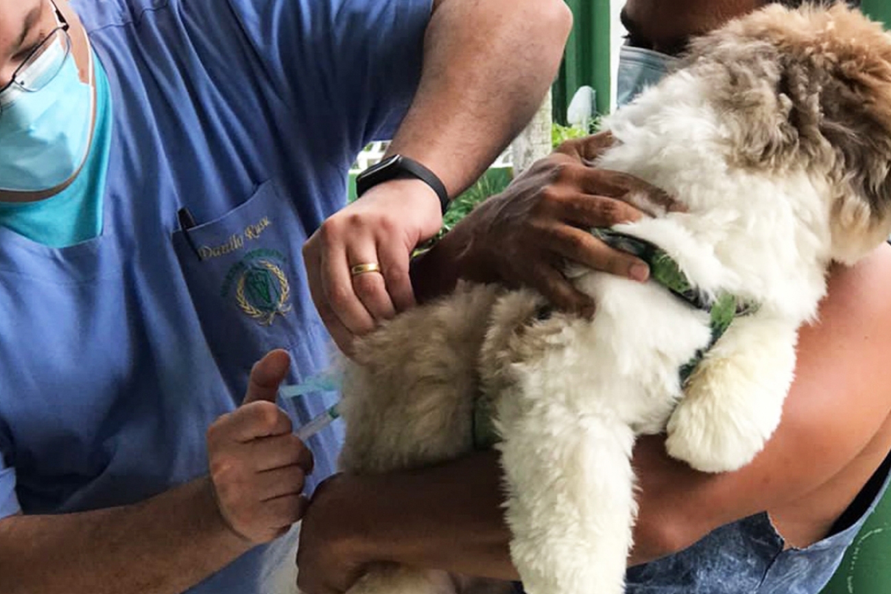 Prefeitura de Feira dá início à vacinação de cães e gatos contra a raiva