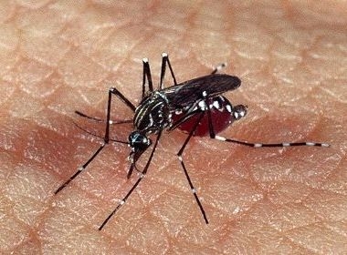 Feira de Santana registra seis casos de nova variante da dengue